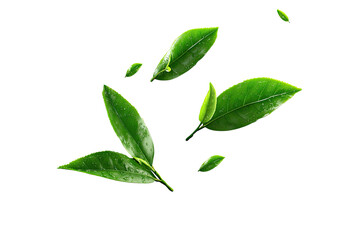 Naklejka premium Fresh tea leaves, vibrant green, appear to be flying or falling