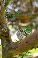 Muscicapa striata Spotted flycatcher young bird