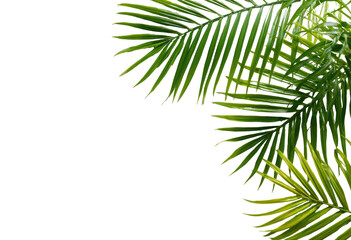 Fototapeta premium Close-up of vibrant green palm fronds. Dark background. Botanical, tropical
