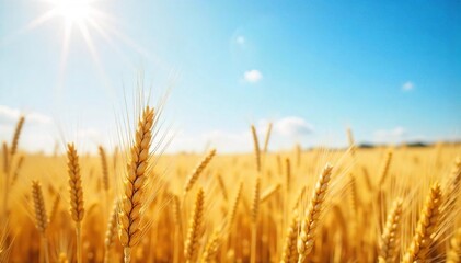 Golden wheat field swaying gently in the summer breeze, sunlit stalks reaching towards a clear blue sky A picturesque rural scene of abundant harvest , farming, farmland, grain