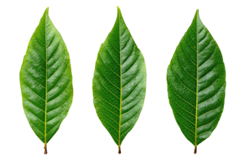 Three vibrant green leaves,  close-up,  in horizontal row,  sharp focus,  on a black background