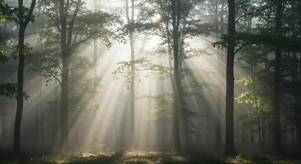 Sunbeams piercing through a misty forest canopy.