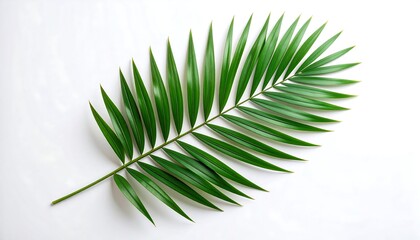 Obraz premium Vibrant palm frond against white background