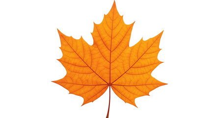A vibrant orange maple leaf with intricate veins, showcasing the beauty of autumn foliage against a clean white background.