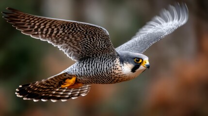 Peregrine falcon flying with wide open wings and blurred background