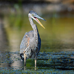 A great blue heron, Ardea herodias, with open beak, hunting in a wetland in Grand Haven, Michigan