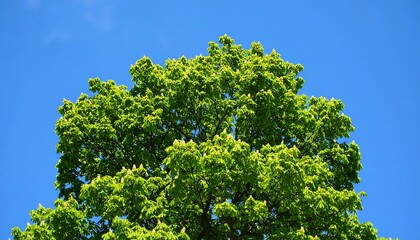 Fototapeta premium Lush green treetop against vibrant blue sky