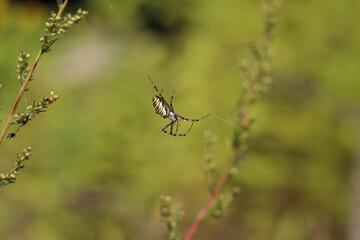 Spider Argiope bryuennichi. Bright spider sitting on a web, close-up. Poisonous spider with a striped yellow-black-white abdomen. Spider on a blurred background