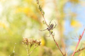 Argiope bruennichi. A bright spider weaves a web against the background of a field. A spider with a striped yellow-black-white abdomen, close-up. The spider's venom is weak, safe for humans