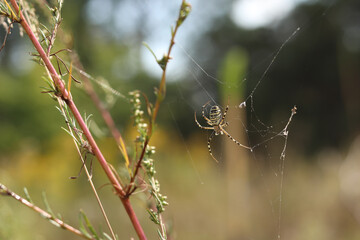Argiope bruennichi. A bright spider weaves a web against the background of a field. A spider with a striped yellow-black-white abdomen, close-up. The spider's venom is weak, safe for humans