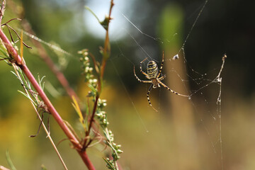 Spider Argiope bryuennichi. Bright spider sitting on a web, close-up. Poisonous spider with a striped yellow-black-white abdomen. Spider on a blurred background