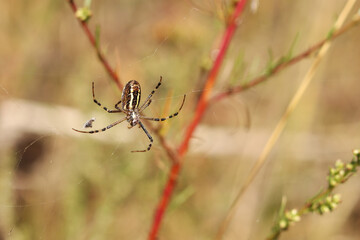 Argiope bruennichi. A bright spider weaves a web against the background of a field. A spider with a striped yellow-black-white abdomen, close-up. The spider's venom is weak, safe for humans