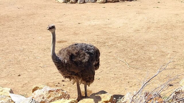 View of an adorable common ostrich (Struthio camelus),  a species of flightless bird native to certain areas of Africa.
