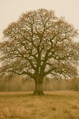 Obraz premium Ancient Mighty Oak Tree Standing Alone in a Golden Meadow Landscape