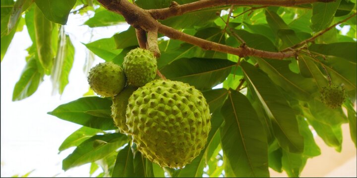 Close-up of soursop fruits hanging from a tree branch with green leaves, a tropical delight.