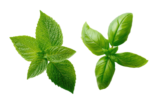 Close-up of fresh mint and basil leaves.  Bright, vibrant green leaves are arranged in a star-like pattern.  The leaves are sharply defined against a dark background