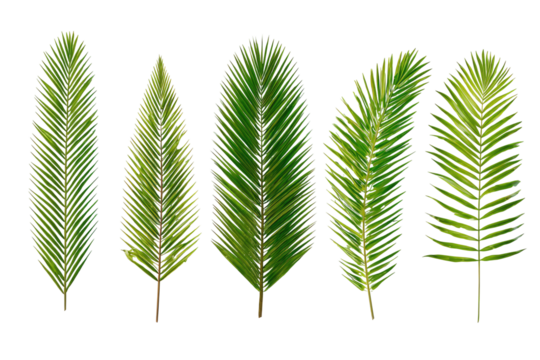 Close-up of five stylized palm fronds. Green leaves with feathery, detailed textures, a light dusting of speckles. Dark background