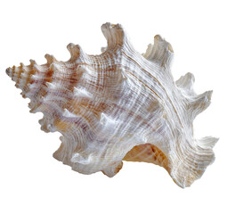 Close-up of a large, ornate seashell, light beige and off-white with intricate, wavy patterns