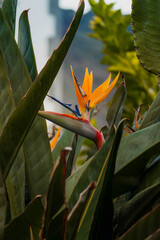 strelitzia in a garden