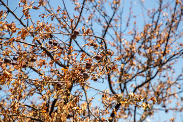 Autumn Tree Branches with Withered Leaves and Ripened Fruits Under Clear Sky