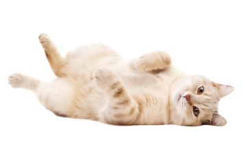 Adorable Cream Colored Cat Lying on Back with Paws Up feline animal isolated on a transparent background
