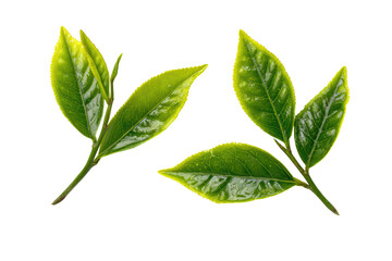 Obraz premium Close-up of two tea leaves with stems, vibrant green color, outlined in yellow