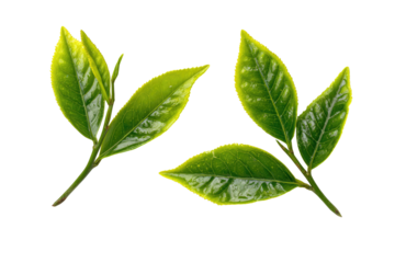 Close-up of two tea leaves with stems, vibrant green color, outlined in yellow