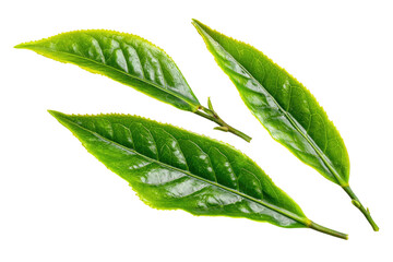 Obraz premium Close-up of three fresh green tea leaves (1)