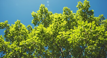 Fototapeta premium Vibrant Green Tree Leaves Against Blue Sky.