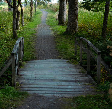 Wooden bridge in the forest with a path and trees