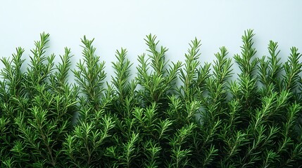 Fototapeta premium Row of Fresh Rosemary Plants on a Light Blue Photo Background herb spice