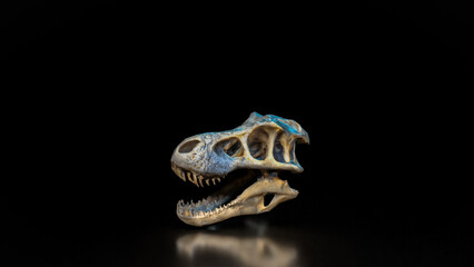 The T rex Skull for Education or sci concept 3d Rendering.