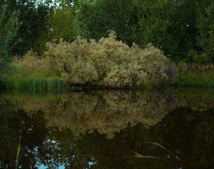 Reflection of trees and bushes in the water