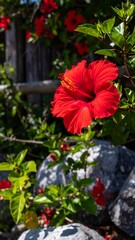 Vibrant red hibiscus flower in garden setting