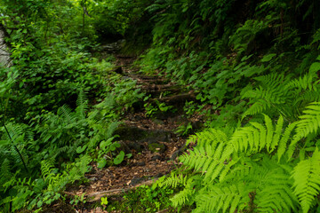 八郎坂登山道の夏風景　足元のシダ類
