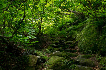 八郎坂登山道の夏風景　苔