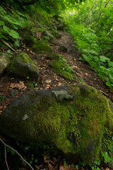 八郎坂登山道の夏風景　小kr