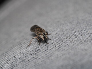 Haematopota pluvialis es una mosca tábanida de ojos moteados, cuyas hembras se alimentan de sangre de mamíferos y aves, causando picaduras dolorosas.