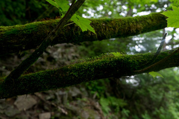八郎坂登山道の夏風景　倒木と苔