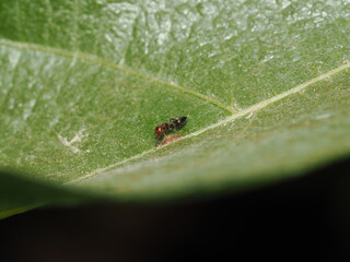 Crematogaster scutellaris es una hormiga rojinegra con abdomen en forma de corazón, que anida en árboles y libera feromonas defensivas al ser perturbada.