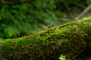 八郎坂登山道の夏風景　苔のクローズアップ