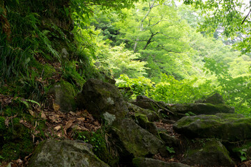 八郎坂登山道の夏風景
