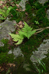 八郎坂登山道の夏風景　足元のシダ類