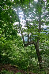 霧に包まれた八郎坂登山道の夏風景