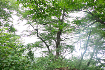 霧に包まれた八郎坂登山道の夏風景