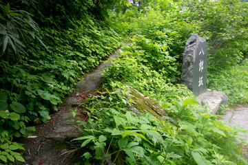 八郎坂登山道の夏風景