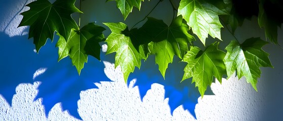 Vibrant Green Leaves Cast Shadows on Blue Wall