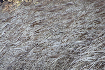 風になびくヨシ（Phragmites australis）【グラフィック素材・イメージ】榛名山・11月