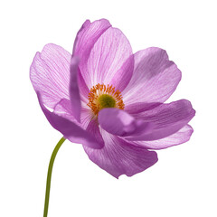 Obraz premium Delicate Pink Anemone Flower Against Black Background