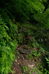 八郎坂登山道の夏風景